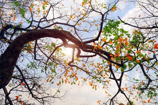 Thời tiết ngày 23/3: Bắc Bộ ngày nắng hanh, sáng và đêm lạnh