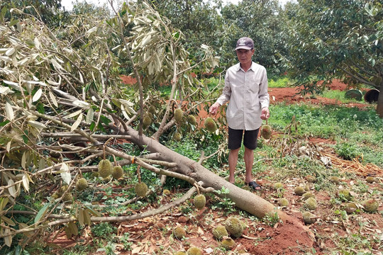 Dân khốn khổ sau cơn mưa đầu mùa vì sầu riêng rụng quả
