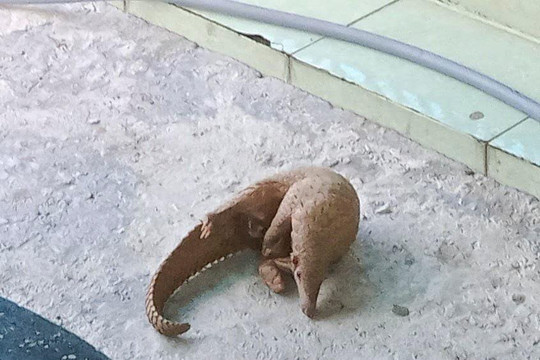 Bình Định: Người dân giao nộp cá thể tê tê nặng 1,8 kg cho kiểm lâm