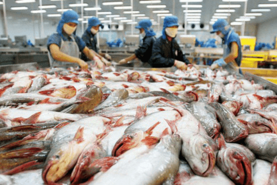 Xuất khẩu cá tra phục hồi vào quý III