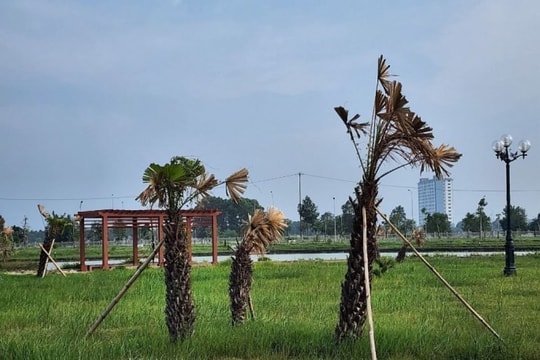 Rà soát các dự án trồng cây xanh theo yêu cầu của Cơ quan An ninh điều tra