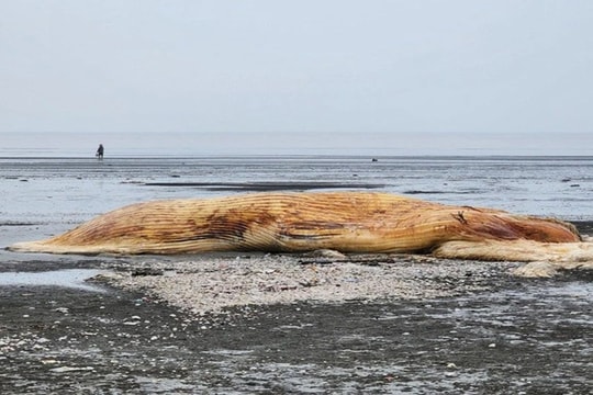 Phát hiện xác cá voi trôi dạt vào bờ