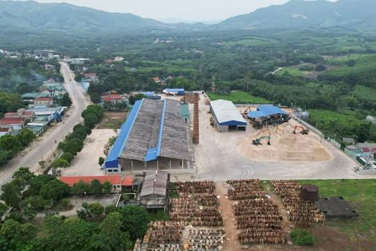 Yêu cầu các địa phương xử lý dứt điểm cơ sở chế biễn gỗ keo trái phép