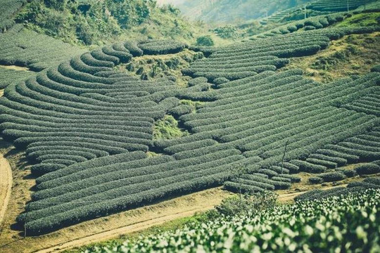 Xử lý dứt điểm tình trạng tranh chấp đất đai tại các công ty nông, lâm nghiệp