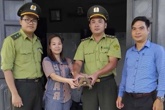Người dân tự nguyện giao nộp cá thể rùa núi vàng quý hiếm