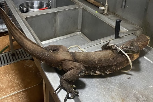 Phá đường dây vận chuyển, buôn bán trái phép động vật hoang dã