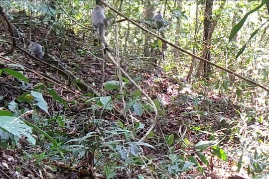 Phát hiện đàn voọc bạc quý hiếm ở Vườn quốc gia Chư Mom Ray