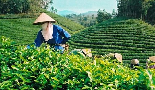 9 sản phẩm chè Thái Nguyên được chọn là sản phẩm tiêu biểu khu vực phía Bắc