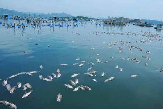 Gần 100 tấn tôm hùm, cá biển nuôi lồng bè bị chết bất thường
