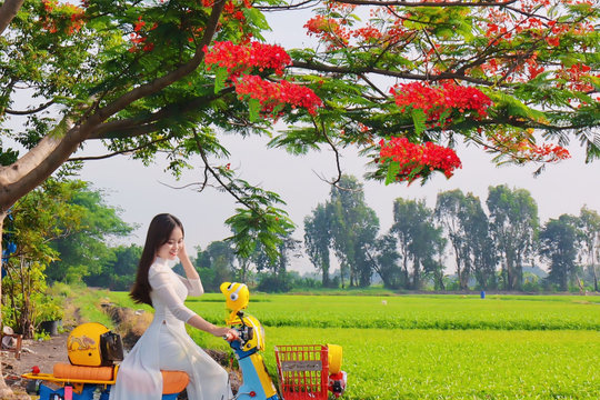 Cây phượng 'cô đơn' hút giới trẻ TP.HCM