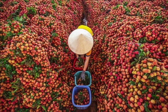 Nâng tầm nhãn hiệu Việt Nam