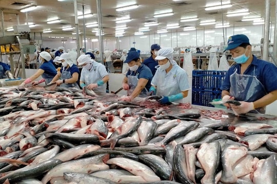 Xuất khẩu cá tra Việt Nam sang Hoa Kỳ tăng 8,5 lần