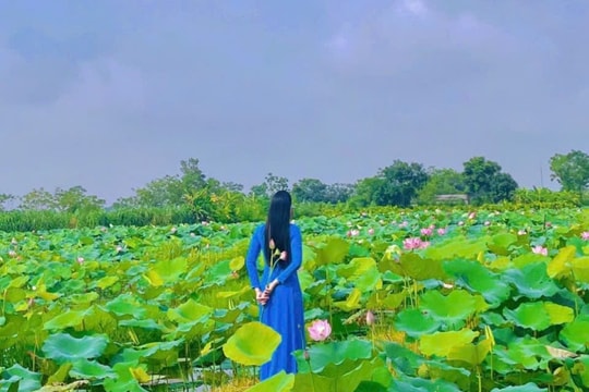 Thơm ngát hương sen ở Di sản Thành nhà Hồ