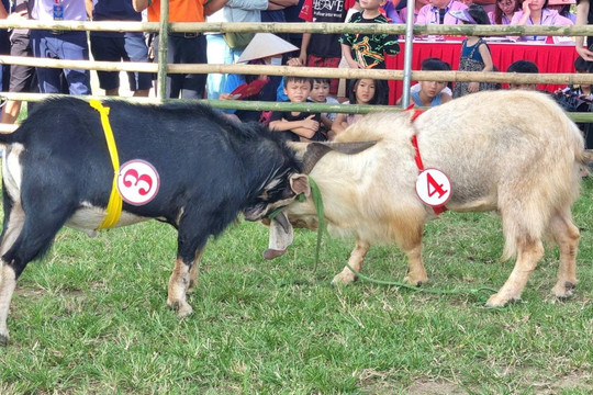 Độc đáo Hội chọi dê ở Ninh Bình