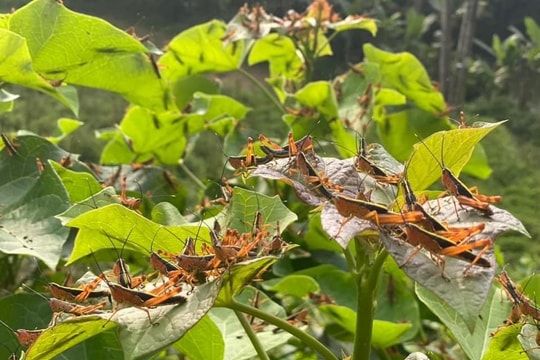Huy động mọi nguồn lực diệt châu chấu bùng phát mạnh ở các tỉnh phía Bắc