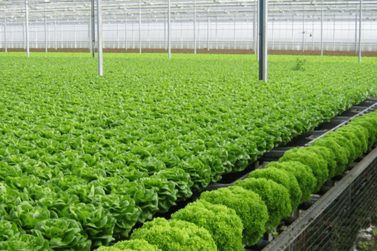 Bàn giải pháp thúc đẩy xuất, nhập khẩu vùng Đồng bằng sông Hồng