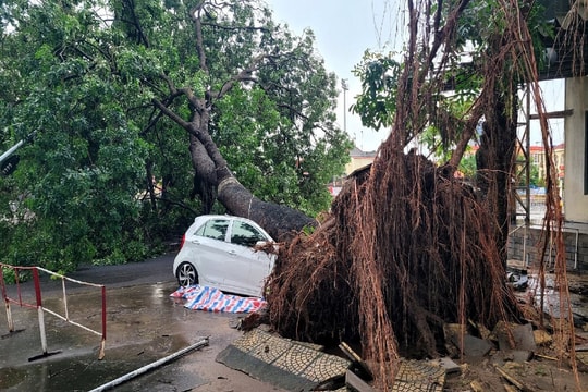 Có được đền bù bảo hiểm khi cây bật gốc đè bẹp ô tô?