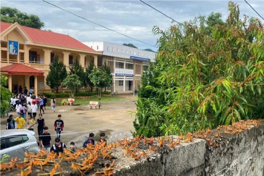 Dịch châu chấu tre lưng vàng lan rộng ra 11 tỉnh phía Bắc