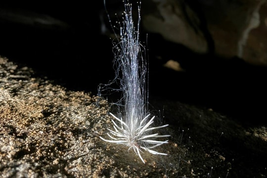 Phát hiện sinh vật lạ trong Vườn Quốc gia Phong Nha - Kẻ Bàng