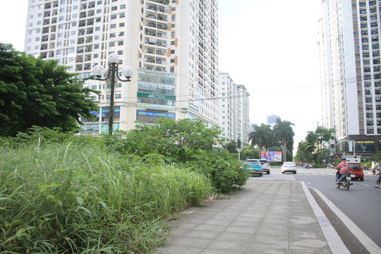 Quận Nam Từ Liêm (Hà Nội): 'Rừng' mọc giữa đường Nguyễn Cơ Thạch