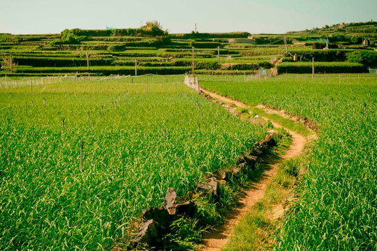 Đến với miền... “tỏi ngọc”!