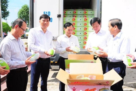 Cần Thơ: Lô xoài tượng da xanh đầu tiên được xuất khẩu sang Australia và Hoa Kỳ