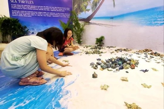Khám phá cuộc sống loài rùa biển qua "Phiêu" của Cao Thanh Thà