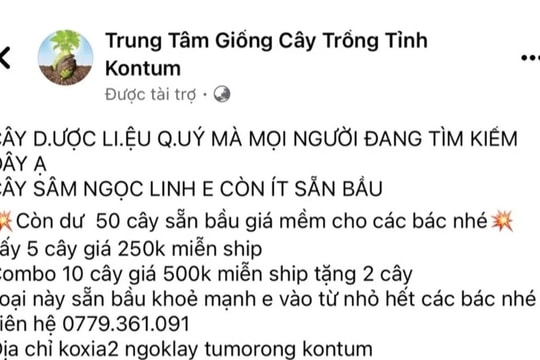 Khởi tố đối tượng bán sâm Ngọc Linh giả