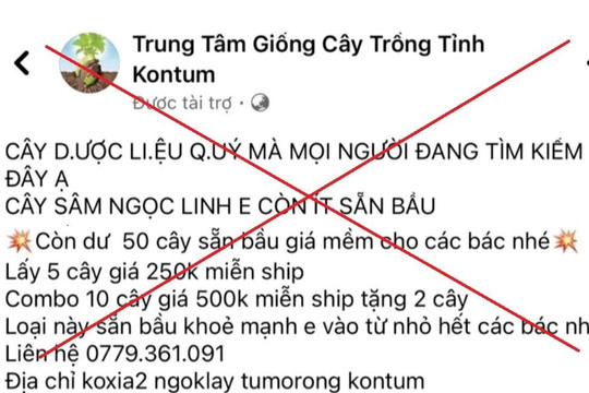Lấy sâm Trung Quốc giả sâm Ngọc Linh rao bán trên Facebook