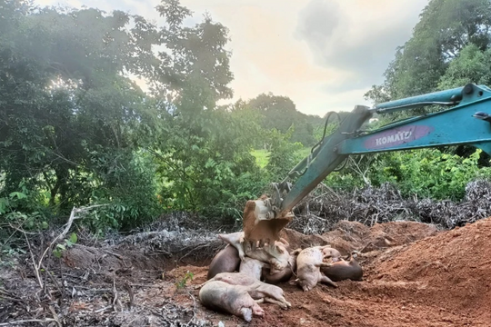 Tập trung kiểm soát, phòng, chống bệnh dịch tả lợn châu Phi