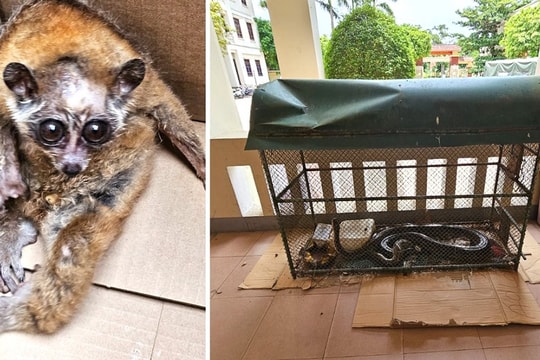 Bắt giữ đối tượng mua bán động vật quý hiếm