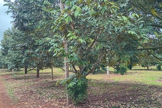 Đắk Lắk cần làm gì để đảm bảo và tăng chất lượng cho trái sầu riêng?