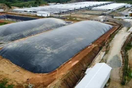 Đình chỉ hoạt động trang trại lợn gây ô nhiễm môi trường