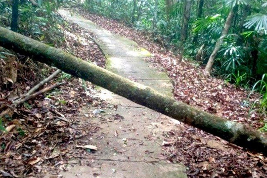 Gia Lai: Nữ khách du lịch tử vong do cây đổ đè