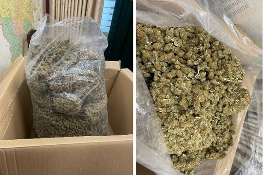 Hà Nội: Triệt phá đường dây mua bán trái phép chất ma túy, thu giữ hơn 700kg Cần sa