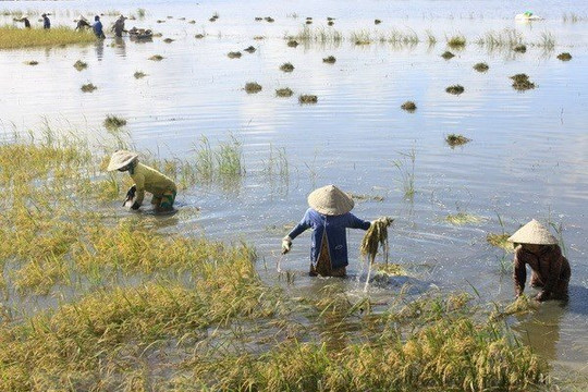 Đề xuất nâng mức hỗ trợ khôi phục sản xuất cho vùng bị thiệt hại do thiên tai, dịch bệnh