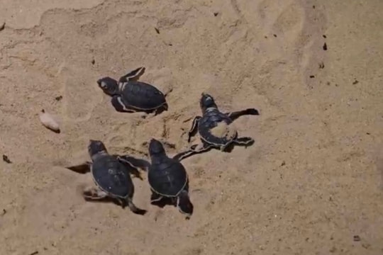 17 con rùa biển quý hiếm vừa chào đời trên bãi biển Nhơn Hải