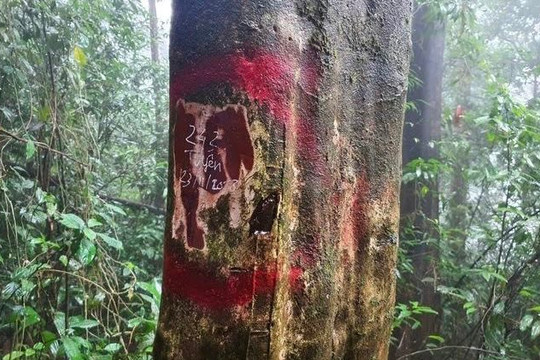 Khởi tố Giám đốc Ban quản lý rừng đặc dụng An Toàn