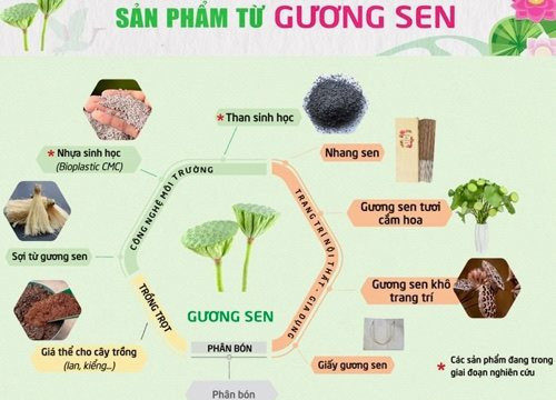 Đồng Tháp: Phát triển ngành hàng sen gắn với kinh tế tuần hoàn, tăng trưởng xanh