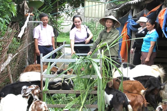 Tín dụng chính sách đồng hành cùng người dân vượt khó