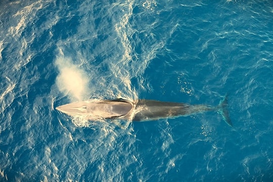 Cá voi xuất hiện săn mồi trên vùng biển Bình Định