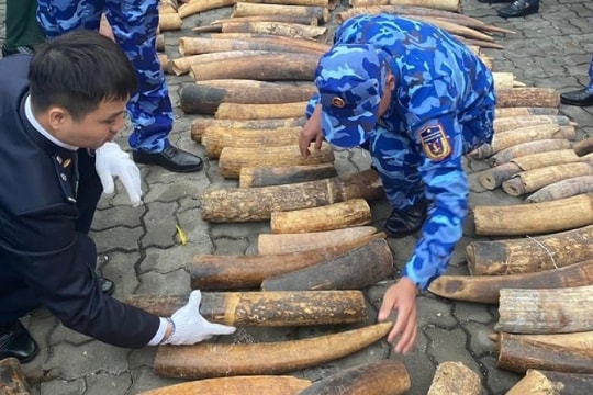 Lĩnh 10 năm tù vì buôn bán hơn 600kg ngà voi