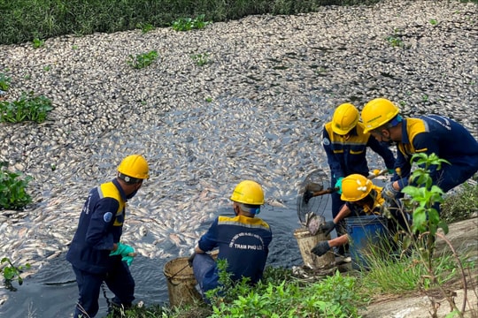 Đà Nẵng: Cá chết nổi trắng trên kênh Đa Cô
