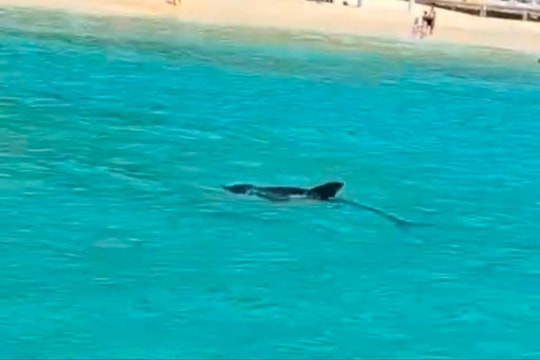 Du khách thích thú trước khoảnh khắc cá heo bơi lội