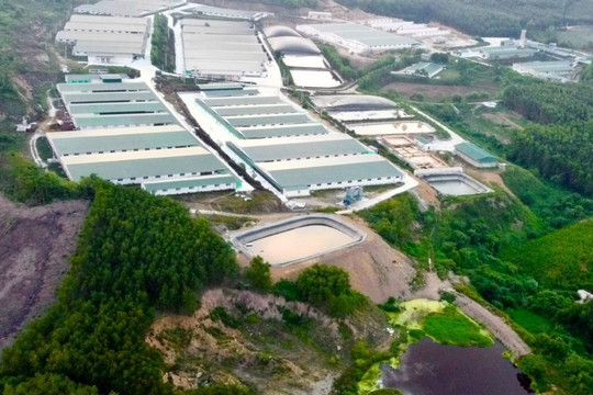 Nỗi ám ảnh mang tên trang trại lợn