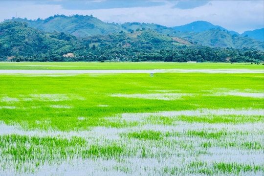 Gần 1.200 ha lúa, hoa màu ở Đắk Lắk chìm ngập, nguy cơ mất trắng