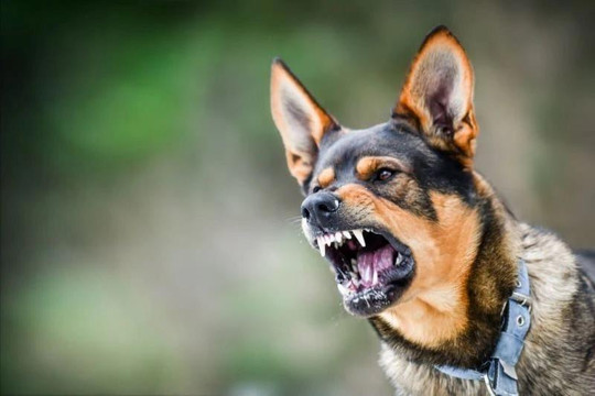 Đồng Nai phát hiện thêm ổ dịch dại tại Định Quán