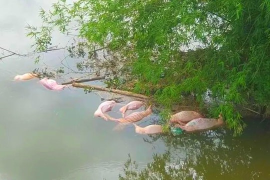 Xử phạt người đàn ông vứt lợn chết xuống sông