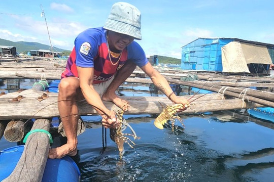 Lần đầu tiên tổ chức lễ hội tôm hùm ở Cam Ranh, Khánh Hòa