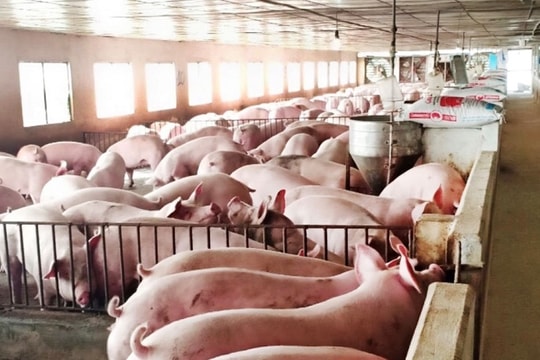 Buộc di dời toàn bộ 26.000 con lợn ra khỏi trang trại gây ô nhiễm